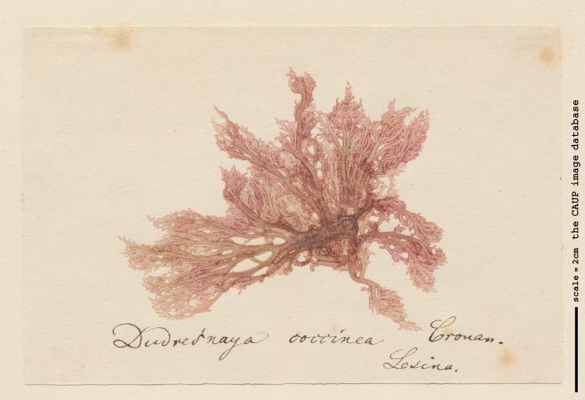 Dudresnaya verticillata.jpg